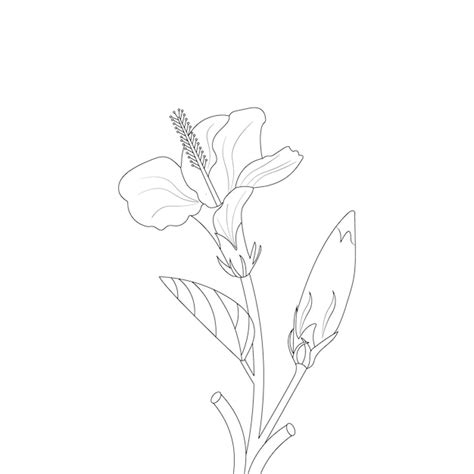 Hibiskus Blume Malseite Des Buches Doodle Line Art Blumenskizze Mit