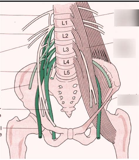 Lumbar Sacral Plexus Nerves And Muscles Labeling Diagram Quizlet