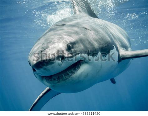 Great White Shark Smiling Stock Photo 383911420 | Shutterstock