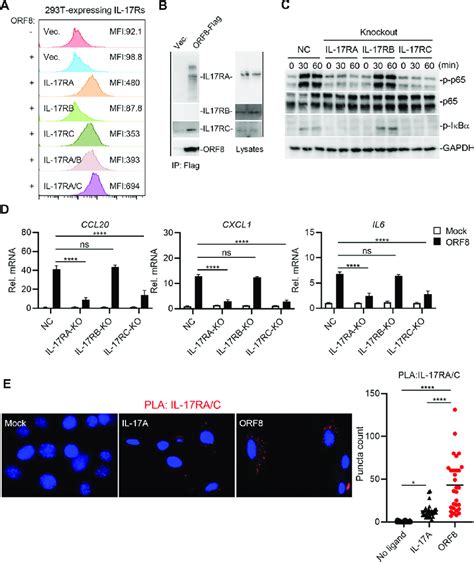 Orf8 Binding Enhances The Heterodimerization Of Hil 17rac A