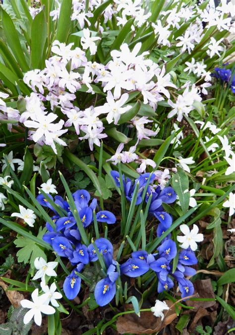 Iris Reticulata North American Rock Garden Society