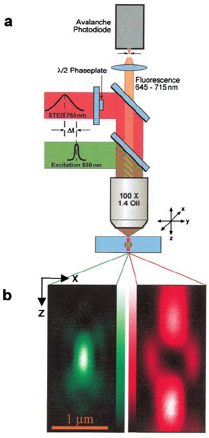 Microscope A Excitation Pulses Are Followed By Stimulated Emission