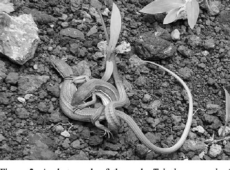 Figure 1 From Sexual Size Dimorphism Of Lacertid Lizards From Korea 1