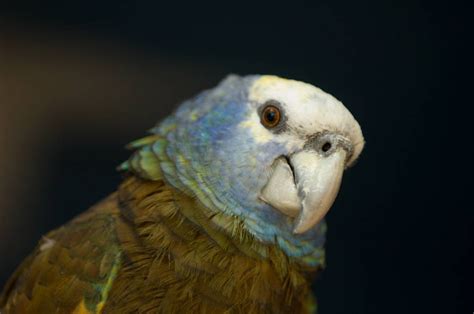 St Vincent Parrot Joel Sartore