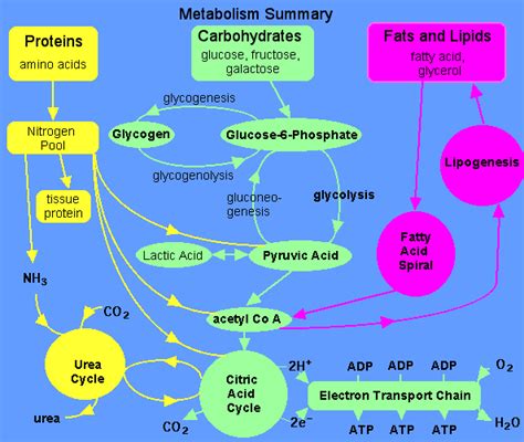 Glucose Metabolism - Principles in BioChemistry