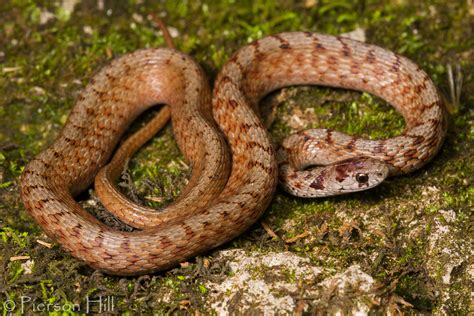 Midland Brown Snake Storeria Dekayi Wrightorum The Midla Flickr