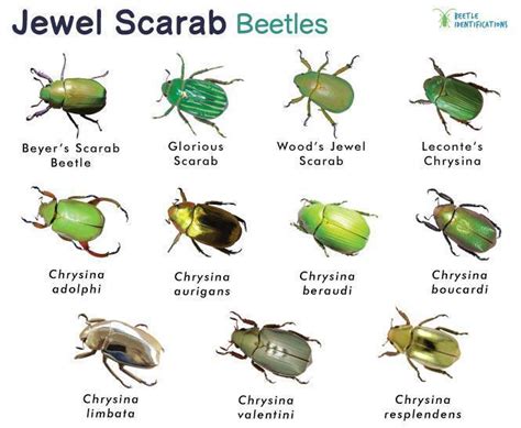 Jewel Scarab Beetle Identification Life Cycle Facts And Pictures