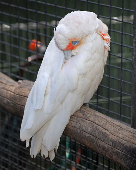 Long Billed Corella Cacatua Tenuirostris