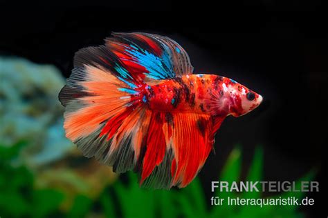 Halfmoon Kampffisch Nemo Betta Splendens Kaufen