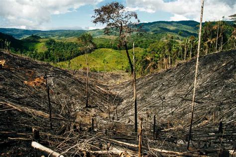 Los Pa Ses Con Las Tasas M S Alarmantes De Deforestaci N