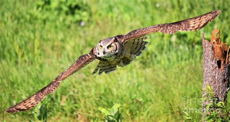 Great Horned Owl In Flight Photograph By Cj Park Fine Art America