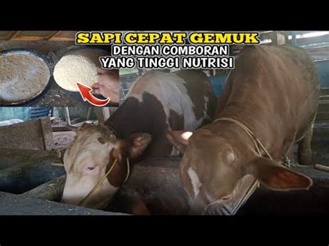 Comboran Sapi Bernutrisi Tinggi Bikin Sapi Cepat Gemuk Youtube