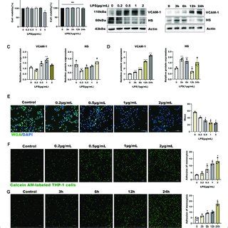 TMP Pretreatment Protected Glycocalyx Degradation In LPS Induced