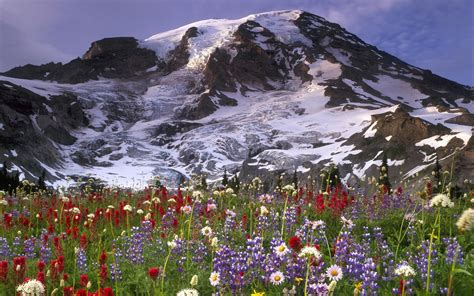 Mountain Wildflowers Wallpaper - WallpaperSafari