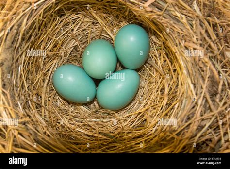Unhatched egg hi-res stock photography and images - Alamy