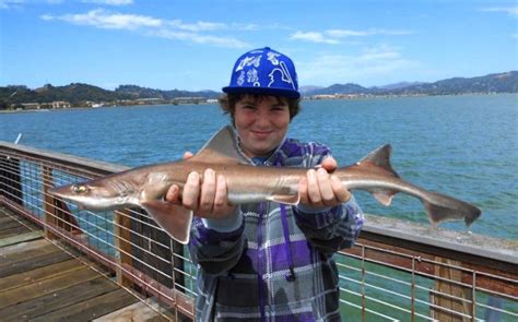 Brown Smoothhound Shark - Pier Fishing in California