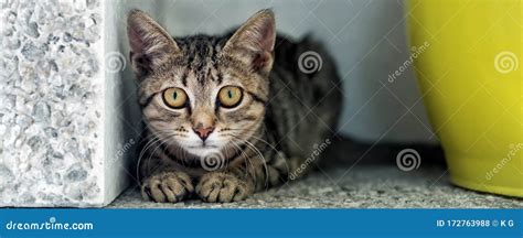 Pequeño Y Adorable Gatito De Taburete Sentado En Un Rincón Oscuro