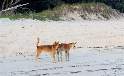 Dingoes on Fraser Island - Sunshine Coast