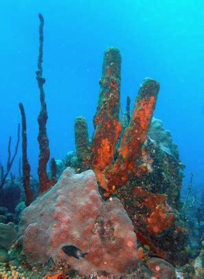 Coral Reefs in Bermuda | USA Today