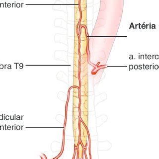 Anatomy of the spinal arterial supply, showing the Adamkiewicz artery. | Download Scientific Diagram