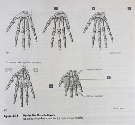 Intrinsic Muscles of the Fingers Diagram | Quizlet