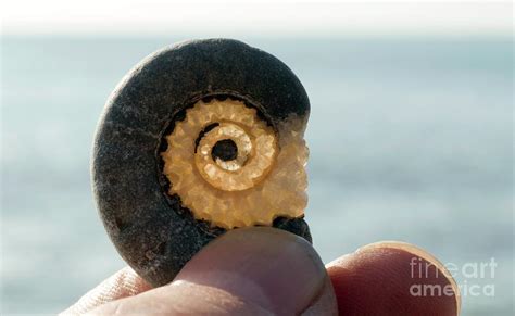 Ammonite Fossil Photograph By Sinclair Stammersscience Photo Library