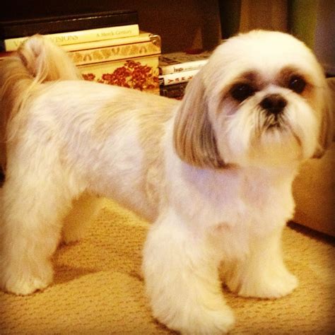 Shih Tzu – Affectionate and Playful | Shih tzu dog, Shih tzu, Shih tzu ...