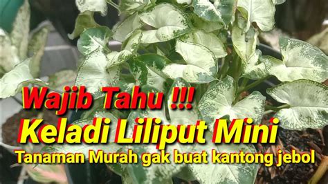 Decorative Plants Keladi Liliput Tanaman Mini Yang Unik Youtube