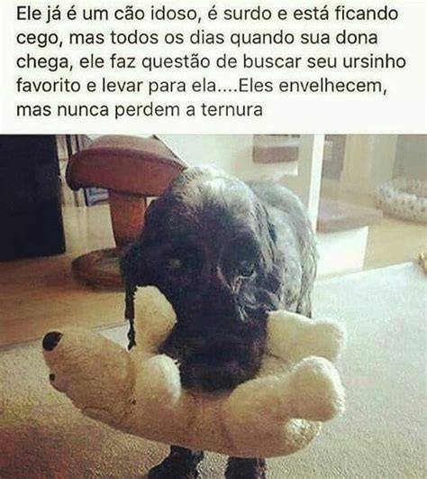 Ele já é um cão idoso é surdo e está ficando cego mas todos os dias