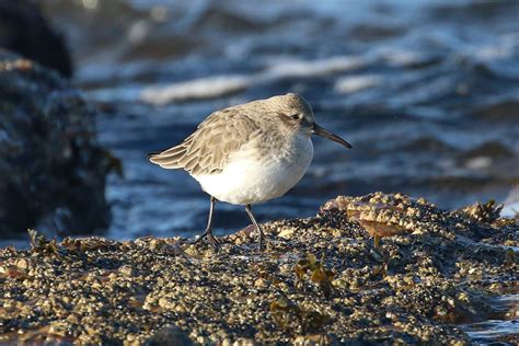 Dunlin Selection Prestwick Beach Dougie Edmond Flickr