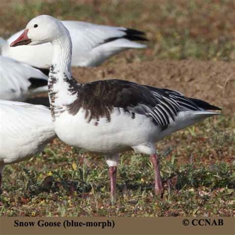 Snow Goose (blue-morph) - North American Birds - Birds of North America