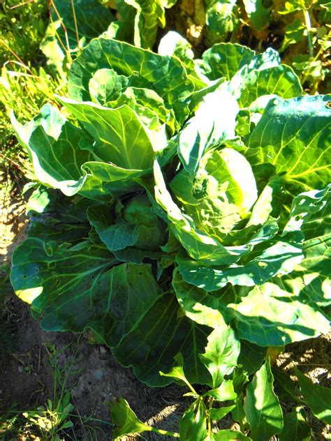 Cricket Song Farm: SECOND GROWTH CABBAGE