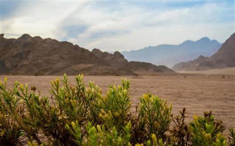 Sinai Desert Stock Photos, Images and Backgrounds for Free Download