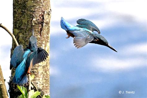 Zwei Eisvögel streiten sich J01 Eisvogel Alcedo atthis Flickr