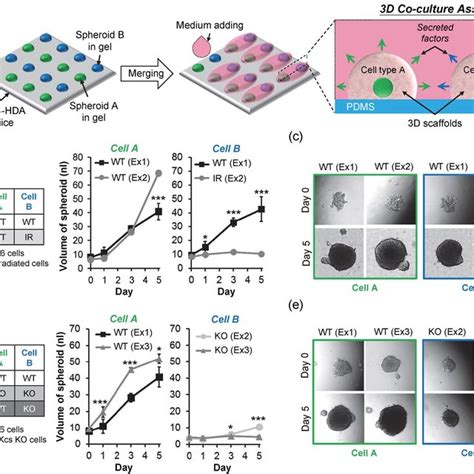 Three Dimensional Cell Invasion Assay A Design Concept Of The 3d Download Scientific Diagram