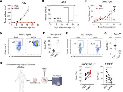 It Rmva Elicits Strong Antitumor Immunity In Multiple Murine Tumor