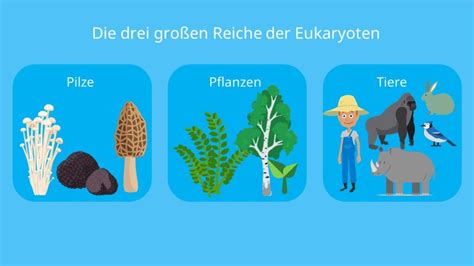 Pilze einfach erklärt Was sind Pilze mit Video