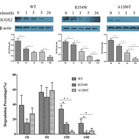 Partial Sequence Of Exon And Exon In The Duox From Wt Top And