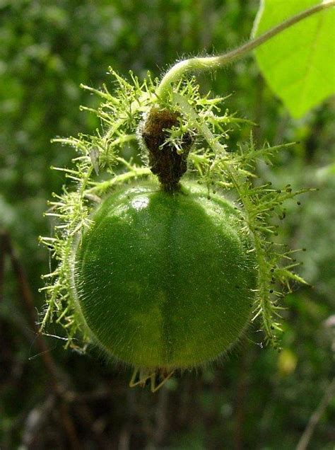 Plantfiles Pictures Passiflora Species Love In A Mist Running Pop Stinking Passion Flower