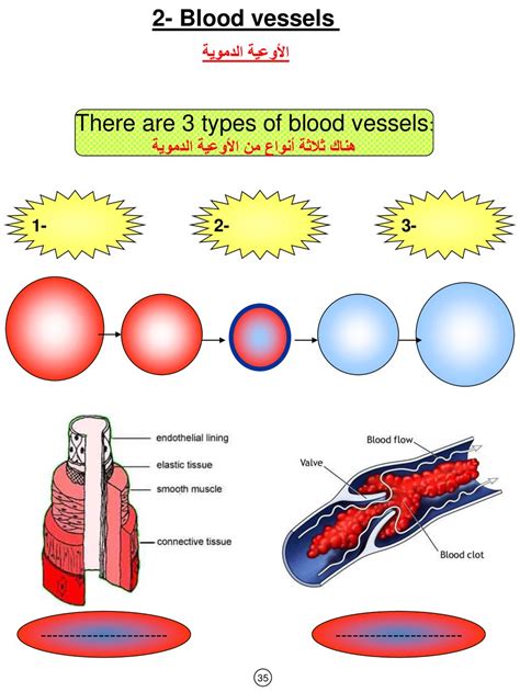 Second Semester Biology Workbook Circulatory System الجهاز الدوري Ppt