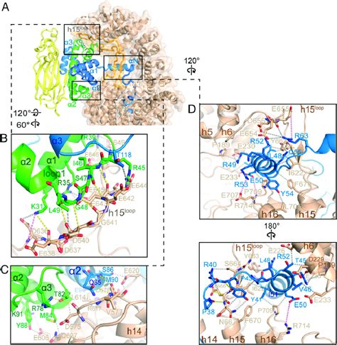 The Histone Fold Domain Of H3 H4 And The αn H3 Helix Binds The