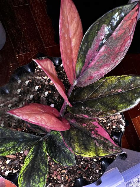 ZZ Raven Black Pink Orange Variegated From Thailand Preferential Price