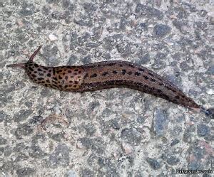 Brun Snigel Med Svarta Prickar Rolfs Naturfotoblogg