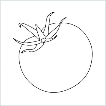 How to Draw a Tomato step by step - [5 Easy Phase]