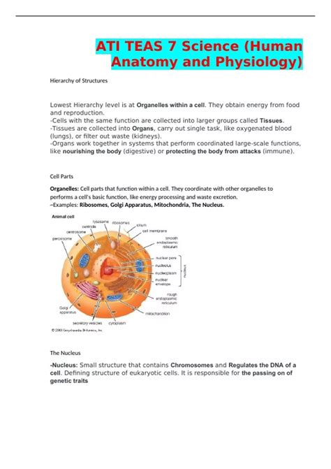 ATI TEAS 7 Science Human Anatomy And Physiology ATI TEAS 7 Science