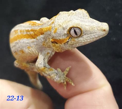 Deadpool Line Sale Gargoyle Gecko By For The Love Of Reptiles