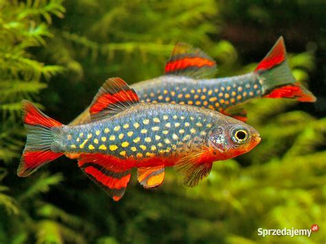 Danio perłowy Danio margaritatus Microrasbora galaxy Gdańsk