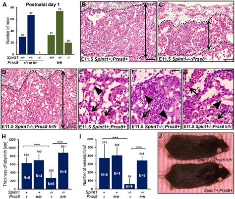 Reduced Prostasin Activity Restores Placental Development And Embryonic