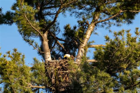 110+ Eagle Feeding Chicks In Nest Stock Photos, Pictures & Royalty-Free ...