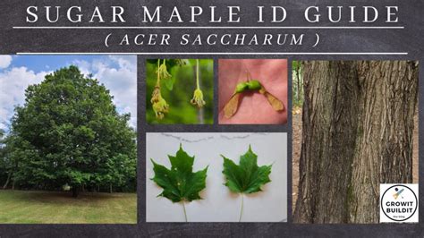 Maple Tree Identification A Complete Guide Growit Buildit